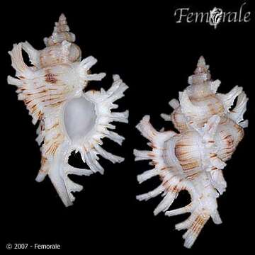 Image of Chicoreus cnissodus (Euthyme 1889)