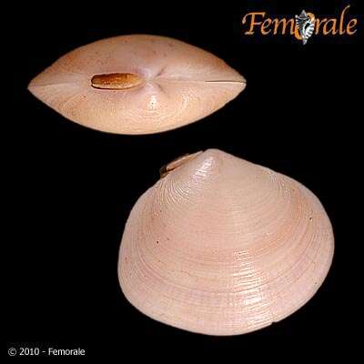 Imagem de Psammobiidae J. Fleming 1828