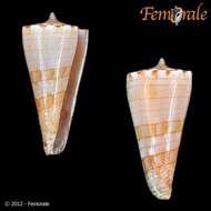 Image of Conasprella kimioi (Habe 1965)