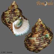 Image of turban snail