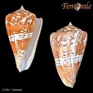 Conus amadis Gmelin 1791的圖片