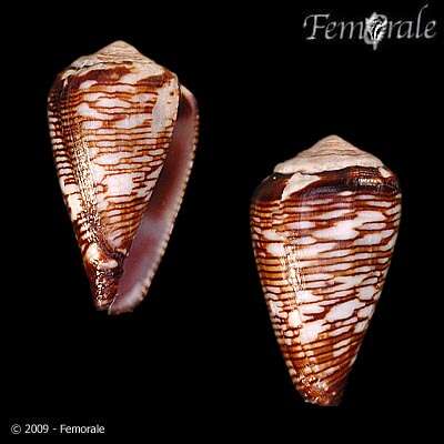 Image de Conus crotchii Reeve 1849