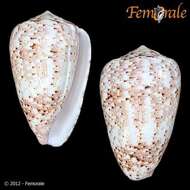 Image of cone snails