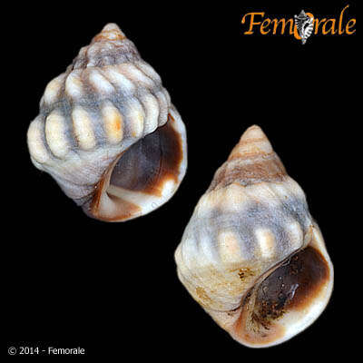 Image of Echinolittorina Habe 1956