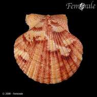 Image of Aequipecten P. Fischer 1886