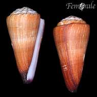 Image of cone snails