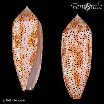 Image of cone snails