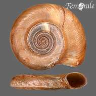 unclassified Gastropoda resmi