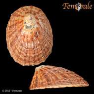 Image of unclassified Gastropoda