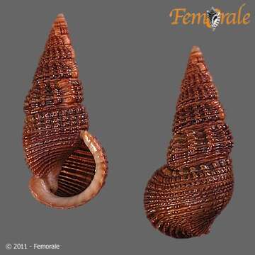 Image of Potamididae