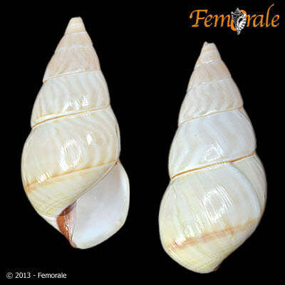 Image of Orthalicidae