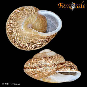 Image of <i>Polydontes lima</i> (Ferussac 1821)