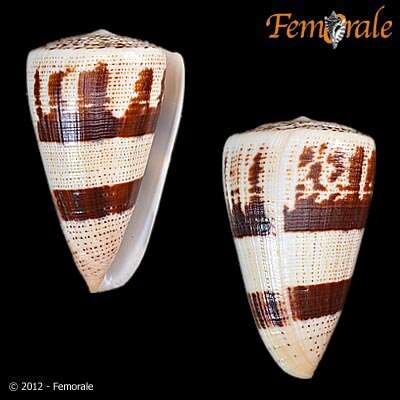 Image of cone snails