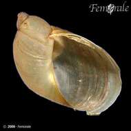 Image of amber snail