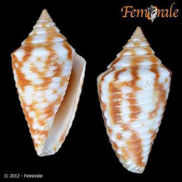 Image of Conasprella jaspidea (Gmelin 1791)