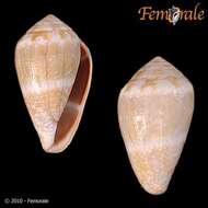 Image of cone snails