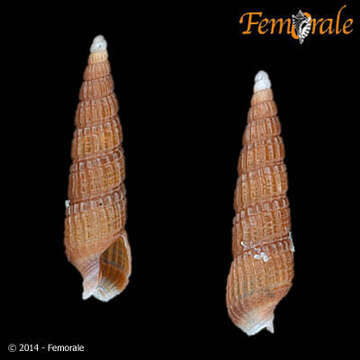 Image of Needle Whelks