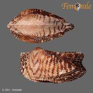 Image of Ark clam