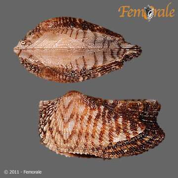 Image of Ark clam