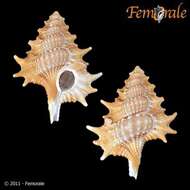 Image of triton shells