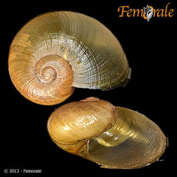 Image of black-faced snails