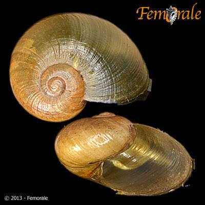 Image of black-faced snails