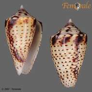 Image of Conasprella Thiele 1929