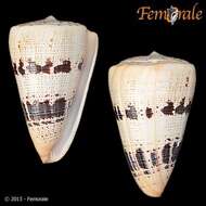 Image of cone snails