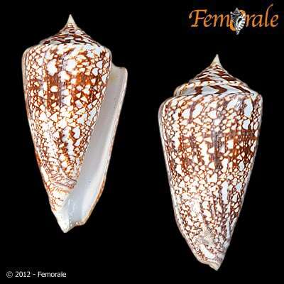 Conus amadis Gmelin 1791的圖片