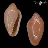 Image of margin snails