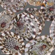 Image of tortoiseshell limpets