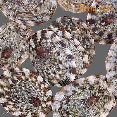 Image of tortoiseshell limpets