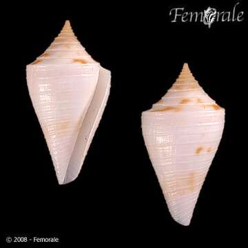 Image de Conus tristensis Petuch 1987