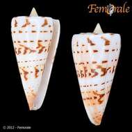 Image of cone snails