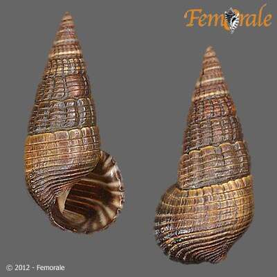 Image de Potamididae