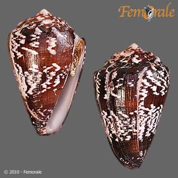 Image of cone snails