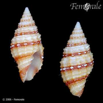 Image of Turbinelloidea Rafinesque 1815