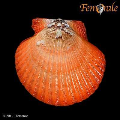 Image of African fan scallop