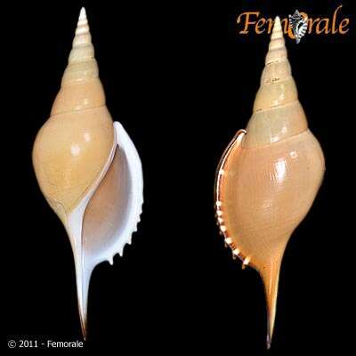 Rostellariidae Gabb 1868 resmi