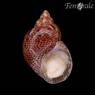 Image of pheasant shells