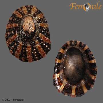 Imagem de Nacellidae Thiele 1891