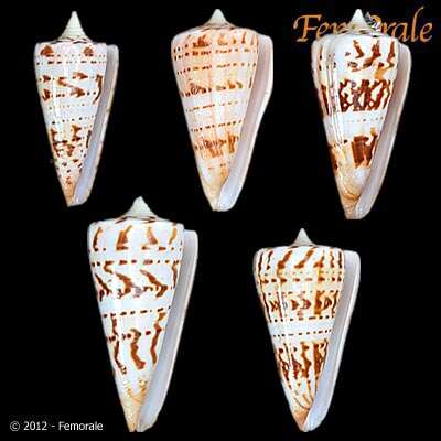 Image of cone snails