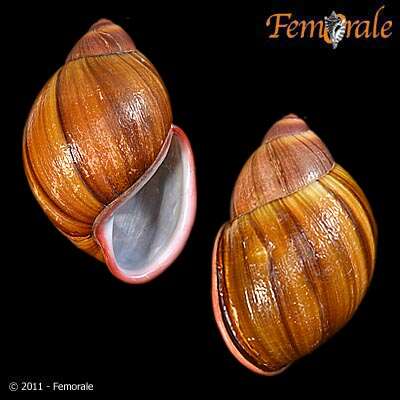 Image de Strophocheilidae