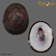 Image of tortoiseshell limpets