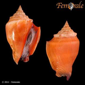 Image of Strombus Linnaeus 1758