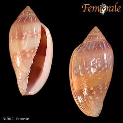 Image of Marginella Lamarck 1799