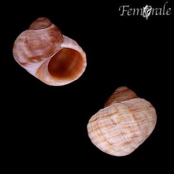 Image of Periwinkle snails