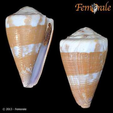 Image of cone snails