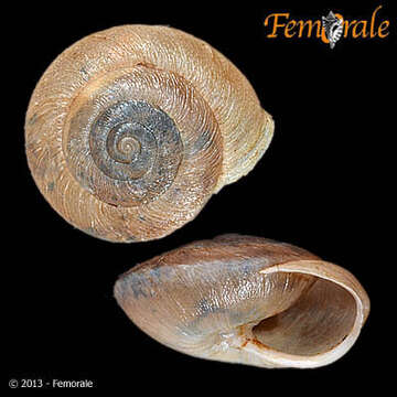 Image of Canariellidae