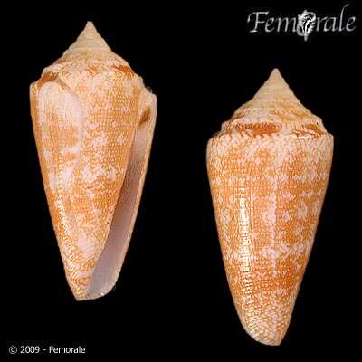 Image of Conus harlandi Petuch 1987